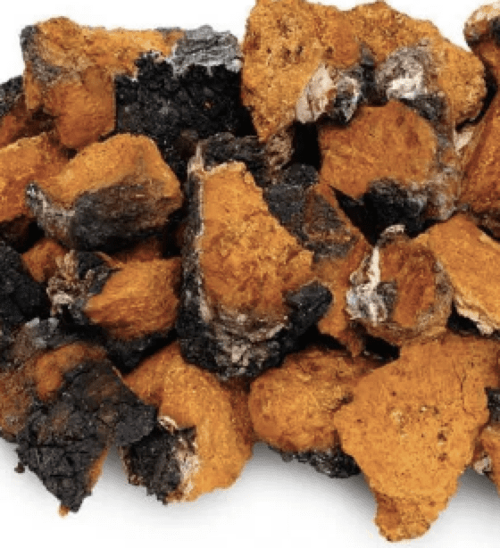 chaga mushroom