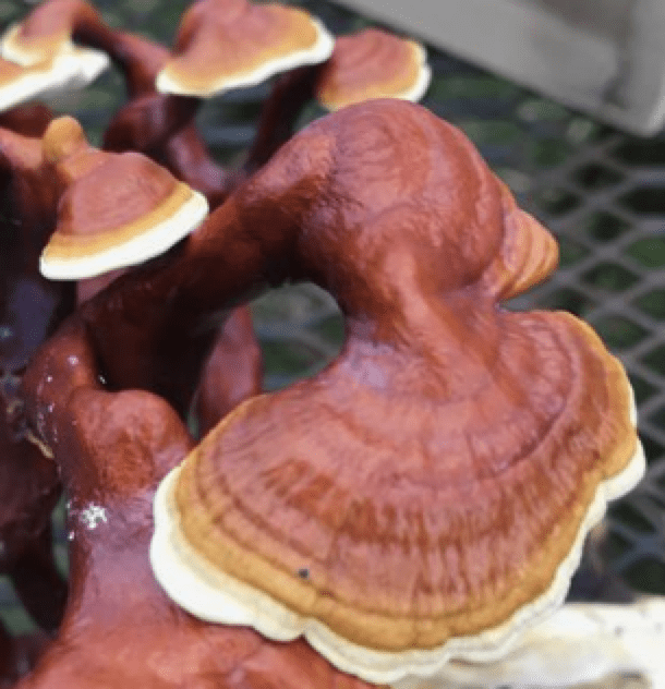 reishi mushroom