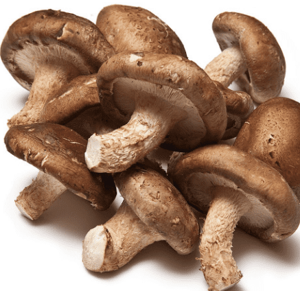 shiitake mushroom